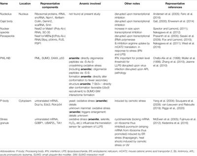 How Arsenic, an Inorganic Pollutant, is Involved in the Physiology of Biomolecular Condensates in the Cell